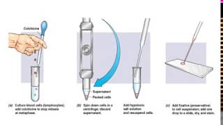 What is Karyotyping [upl. by Artapoelc]