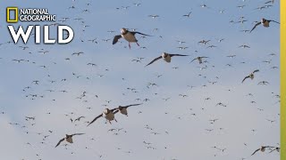 The Puffins Mating Ground  Wild Nordic [upl. by Beauvais654]