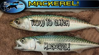 How to catch Mackerel  TAFishing [upl. by Losse]