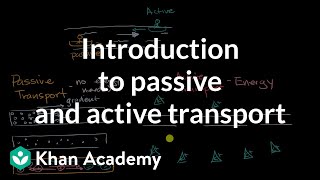 Introduction to passive and active transport  High school biology  Khan Academy [upl. by Cam856]