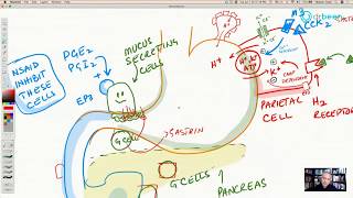 Famotidine H2 Receptor Antagonist [upl. by Asle48]