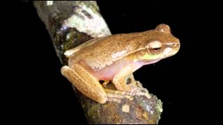 Frog Calls Queensland [upl. by Yukio]