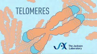 What are telomeres  Telomere animation [upl. by Meaghan]