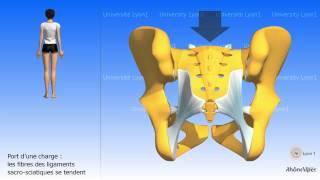 Larticulation sacroiliaque [upl. by Gabriel]