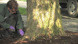 Tree Injection by a Professional Applicator for Emerald Ash Borer [upl. by Lladnor]