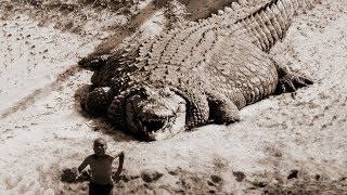 TOP 10 BIGGEST CROCODILES In The World [upl. by Ojyma]