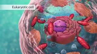 Biology Cell Structure I Nucleus Medical Media [upl. by Dnesnwot265]