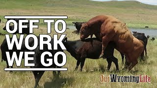 Putting Bulls In With The Cows on the Ranch [upl. by Yliram413]