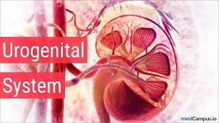 Embryology Urogenital System [upl. by Llennehc]