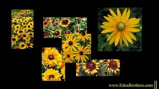 Planting and Growing Black Eyed Susans [upl. by Kalle]