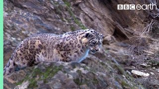 Snow Leopard Hunting  Planet Earth  BBC Earth [upl. by Ennove]