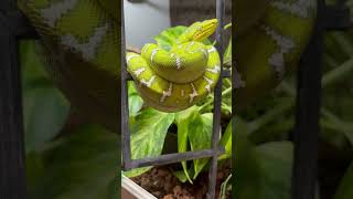 Emerald Tree Boa Guyana  Corallus Caninus  Hundskopfboa [upl. by Hoag]