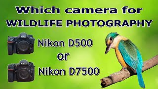 Which Camera For Wildlife Photography  Nikon D500 or Nikon D7500 [upl. by Nirred]