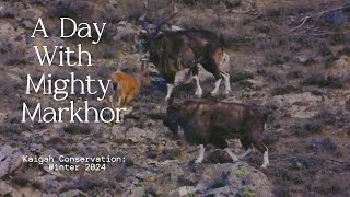 One Day With Mighty Markhor [upl. by Fabozzi]