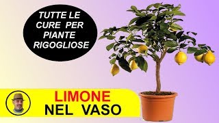 LIMONE IN VASO CURE E SEGRETI [upl. by Dlorad]