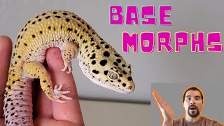 LEOPARD GECKO BASE MORPHS Beginners Guide to Leopard Gecko Genetics 2020 [upl. by Yrebmik]