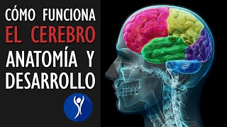 La estructura del cerebro características y crecimiento [upl. by Yxel]