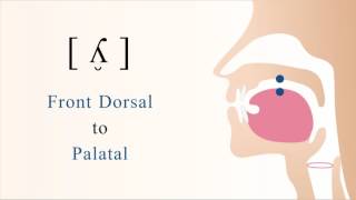 ʎ̮  voiced dorsal palatal lateral tap [upl. by Ididn]