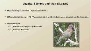 Antibiotics for Atypical Infections Antibiotics  Lecture 7 [upl. by Caravette94]