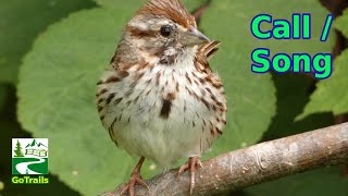 Song sparrow singing  call sounds  Bird [upl. by Phionna]