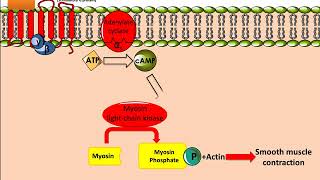 Salbutamol Ventolin Mechanism of Action [upl. by Lemmor]