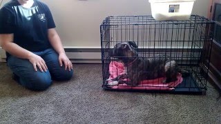 Puppy Crate Training [upl. by Loreen]