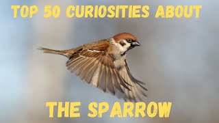 Top 50 Curiosities About the Sparrow [upl. by Adnahc]