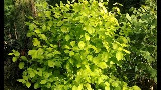 Cornus alba Aurea [upl. by Pickering418]