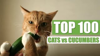 TOP 100 CATS vs CUCUMBERS [upl. by Ledba215]