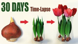 Tulips From Bulbs in Water 💦🌷 Time Lapse [upl. by Yanahs139]