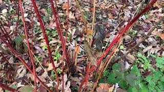 RedTwig Dogwood Plant Profile [upl. by Oicafinob48]