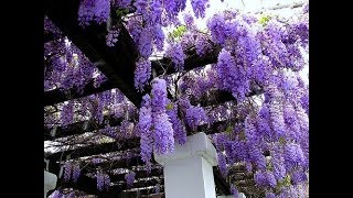 Planting Wisteria how to grow [upl. by Laufer363]