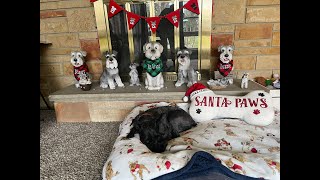 Christmas Bandanas  Life With Schnauzers [upl. by Inaluahek]