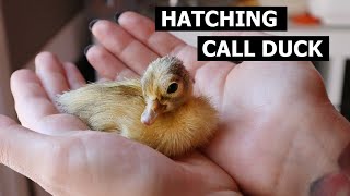 Call Duck Hatching  Incubating Pet Call Ducks [upl. by Jegar]