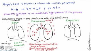 Pulmonary and Alveolar Ventilation [upl. by Aikram]