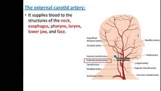 Arteries of the Head and Neck  Dr Ahmed Farid [upl. by Constanta]