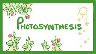 GCSE Biology  Photosynthesis 48 [upl. by Cullie]