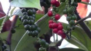 How to Grow Black Pepper Piper nigrum [upl. by Lucien]