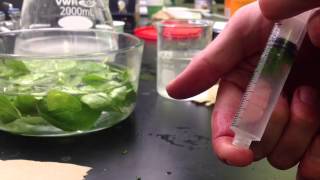 Photosynthesis in Leaf Disks Experiment [upl. by Osyth354]