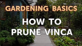 How to Prune Vinca [upl. by Amarillis]