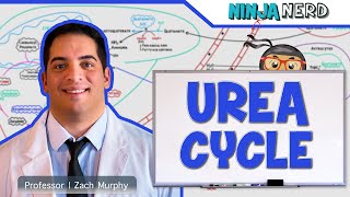 Metabolism  Urea Cycle [upl. by Borries]