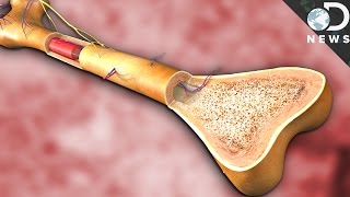 What Does Bone Marrow Actually Do [upl. by Elamrej]