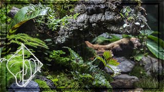 How To Build A Paludarium w Enclosed Water Basin [upl. by Anieral549]