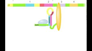 Trp operon regulation by attenuationAnimation [upl. by Nimajnab]