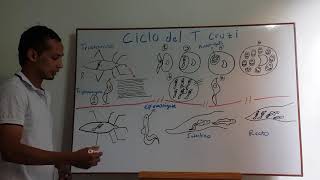 ciclo de vida del Trypanosoma cruzi [upl. by Novyaj622]