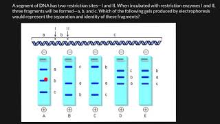 How to Read Gel Electrophoresis Bands [upl. by Cardie773]