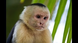 13 Interesting Capuchin Monkey Facts [upl. by Nolrev]