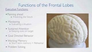 Frontal Lobes Functions [upl. by Susannah]