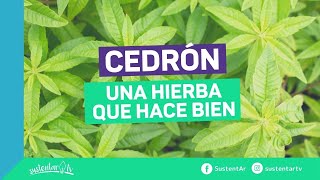 Cedron una planta que ayuda a tu salud [upl. by Milla]