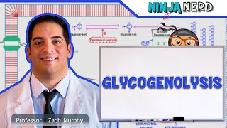 Metabolism  Glycogenolysis [upl. by Haronid]